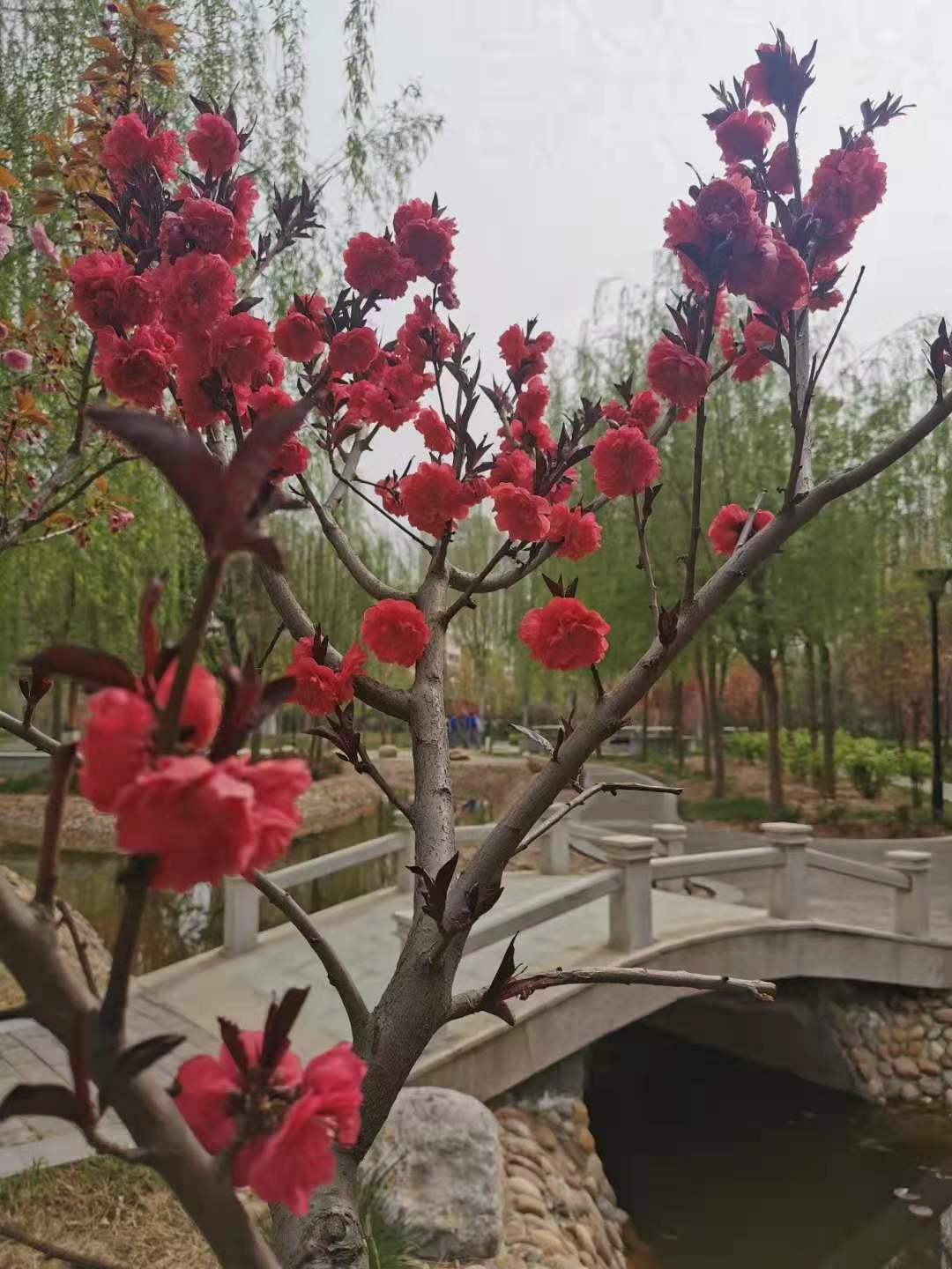邯鄲北方職業(yè)技術(shù)教育學(xué)校四月校園