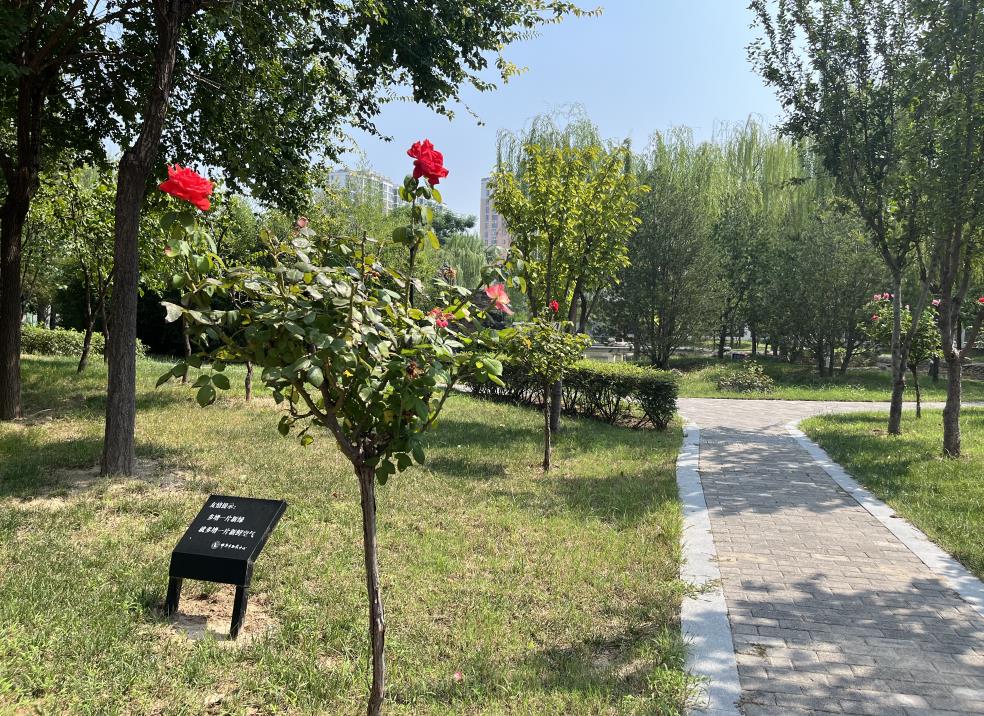 邯鄲北方學(xué)校校園環(huán)境