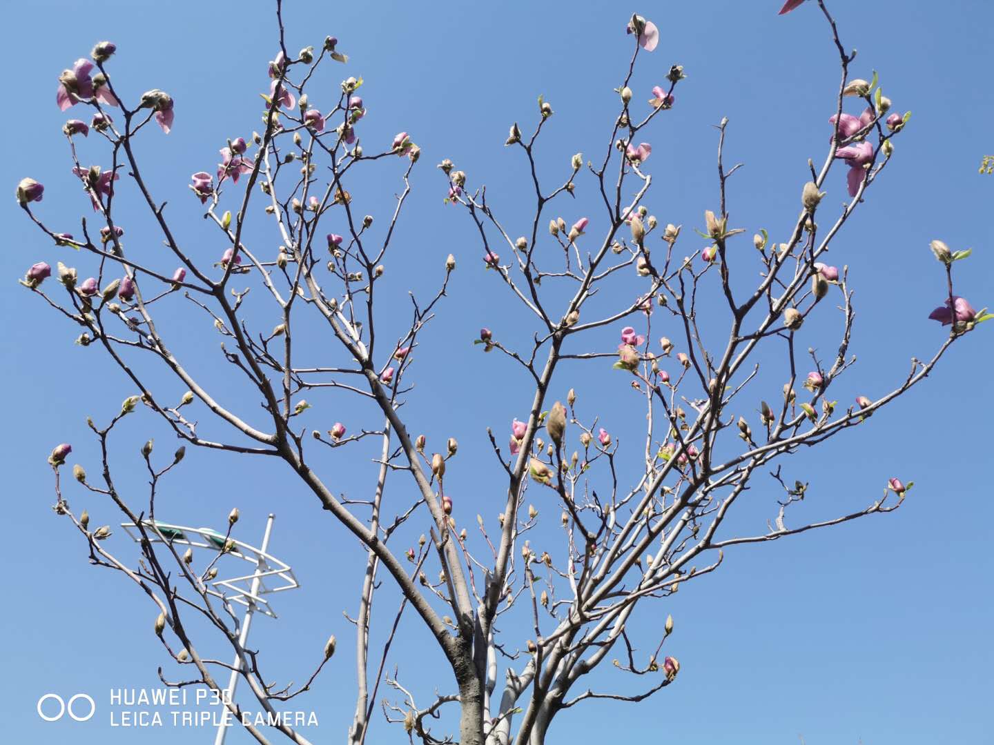 邯鄲北方學(xué)校校園環(huán)境