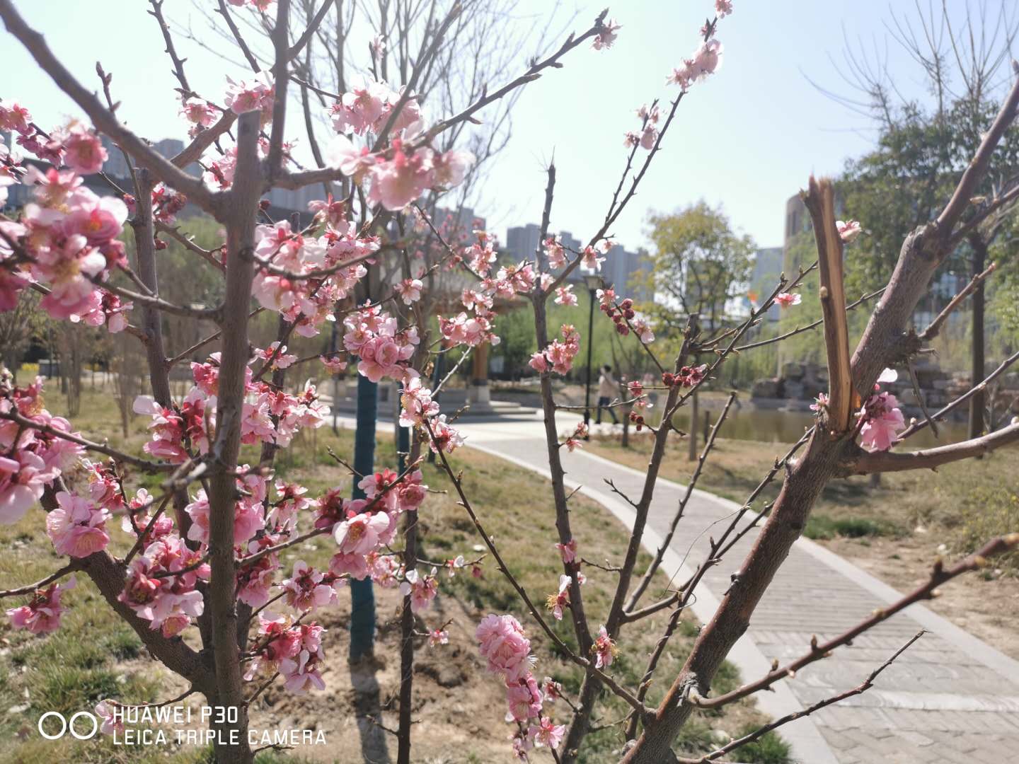 邯鄲北方學(xué)校校園環(huán)境